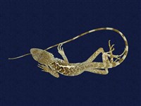 藏品(斯文豪氏攀蜥)的圖片